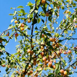 Formation forêt-jardin financée en CPF : apprendre à concevoir et gérer une forêt comestible productive et résiliente, alliant agroécologie, biodiversité, permaculture et autonomie alimentaire, grâce à une formation éligible au Compte Personnel de Formation.
