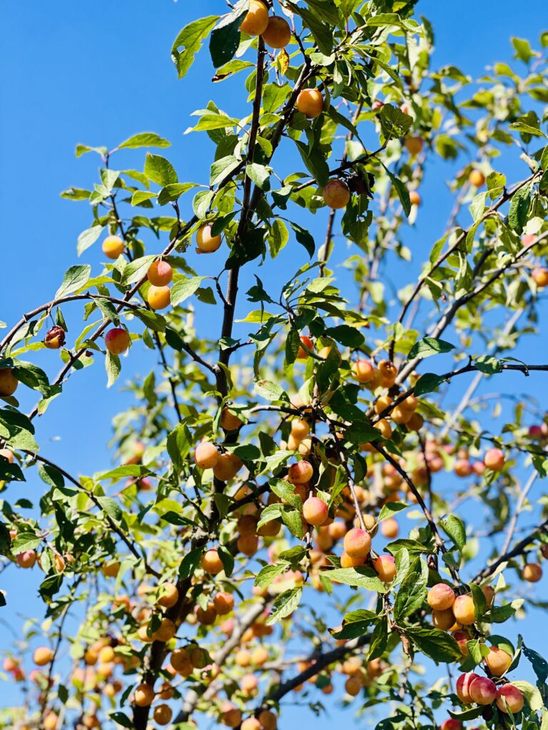 Formation forêt-jardin financée en CPF : apprendre à concevoir et gérer une forêt comestible productive et résiliente, alliant agroécologie, biodiversité, permaculture et autonomie alimentaire, grâce à une formation éligible au Compte Personnel de Formation.