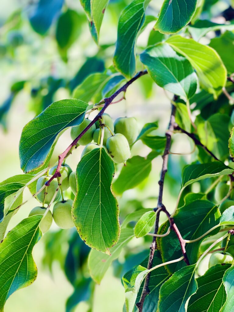 Conception de forêt-jardin avec des fruits rares : créer un écosystème comestible et résilient intégrant agrumes rustiques, fruits oubliés et espèces exotiques adaptées, pour diversifier les productions, renforcer la biodiversité et gagner en autonomie alimentaire.