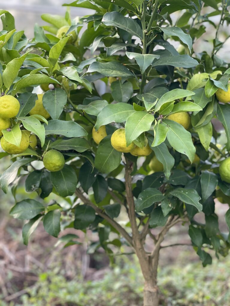 Formation agrumes avec Olivier Biggio : maîtriser la culture des agrumes (citronnier, oranger, mandarinier) en agroécologie, de la plantation à la taille, fertilisation, protection sanitaire et production durable en climat méditerranéen et tempéré.