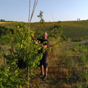 Taille d'hiver des arbres fruitiers