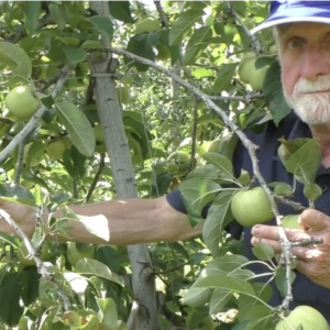 Taille d’été & conduite des arbres fruitiers
