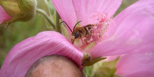 Colletes-hederae-933x700-1.jpg